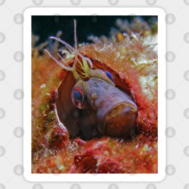 The Curious Face of a Seaweed Blenny Sticker by jbbarnes